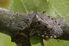 Rhaphigaster nebulosa