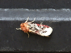 Spodoptera picta