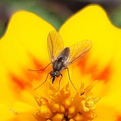 Phthiriinae
