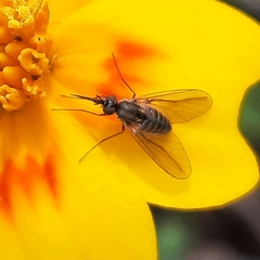 Phthiriinae