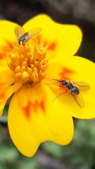 Phthiriinae