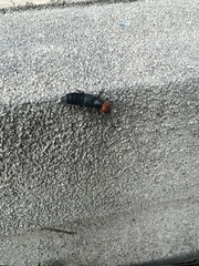 Creophilus erythrocephalus