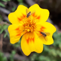 Phthiriinae
