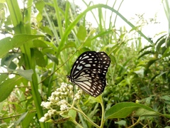 Ideopsis juventa