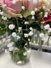 Spiraea cantoniensis