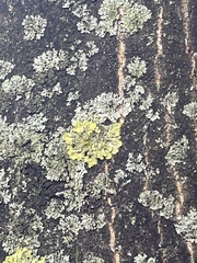 Xanthoria parietina