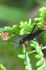 Plecia ruficollis