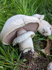 Agaricus benesii