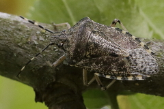 Rhaphigaster nebulosa