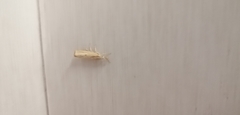 Agriphila inquinatella