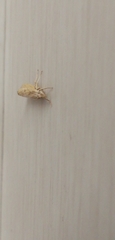 Agriphila inquinatella
