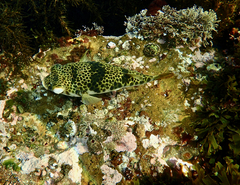 Tetractenos glaber