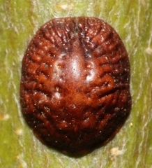 Coccinae