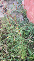 Bidens bipinnata