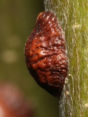Coccinae