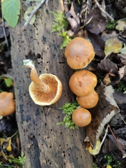 Gymnopilus penetrans