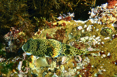 Tetractenos glaber