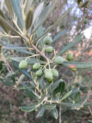 Olea