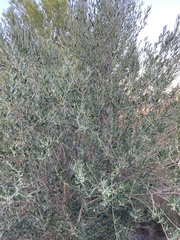 Olea