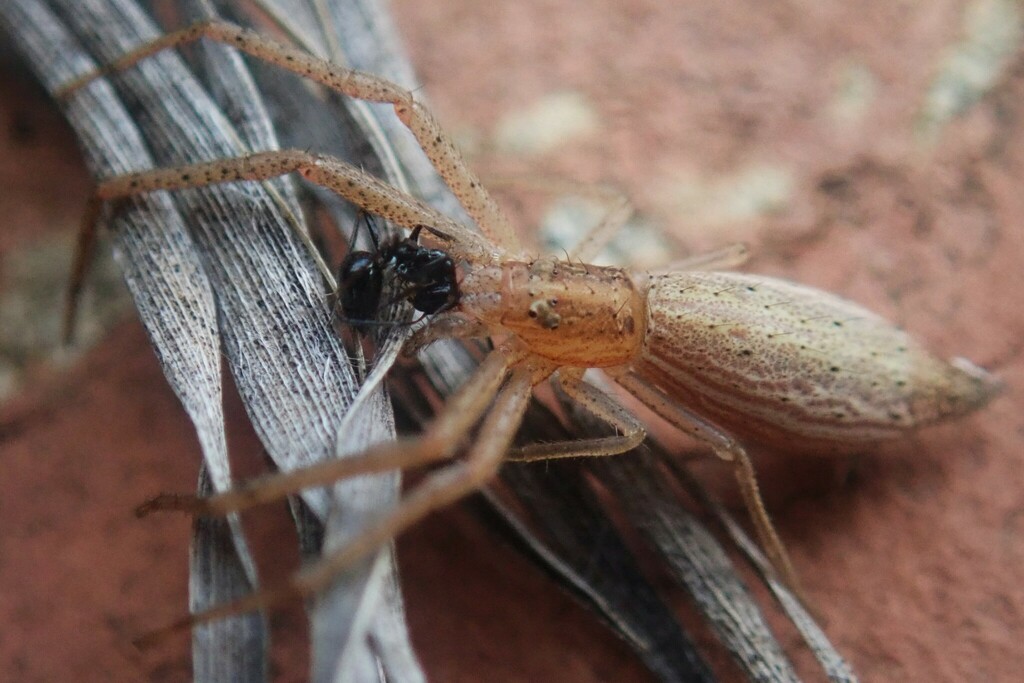 Monaeses griseus