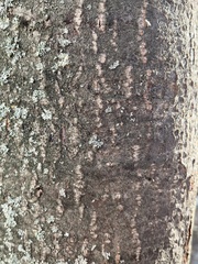 Phaeophyscia orbicularis