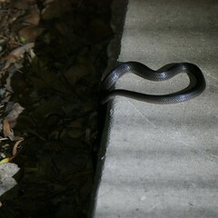 Cryptophis nigrescens