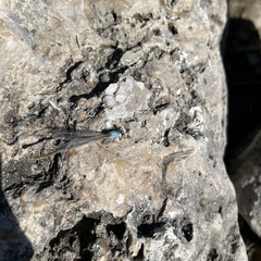 Argia apicalis