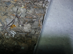 Cryptophis nigrescens