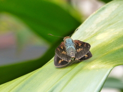 Cephrenes augiades