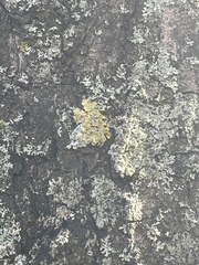 Xanthoria parietina