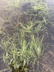 Isolepis fluitans
