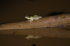 Chiromantis rufescens