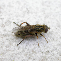 Anasimyia interpuncta