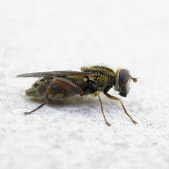 Anasimyia interpuncta