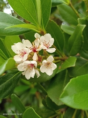 Rhaphiolepis umbellata