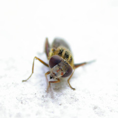 Anasimyia interpuncta