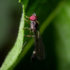 Baccha elongata