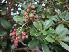 Rhaphiolepis umbellata