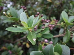 Rhaphiolepis umbellata