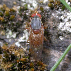 Brachyopa maculipennis