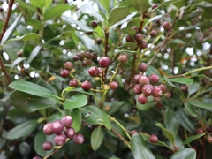 Rhaphiolepis umbellata