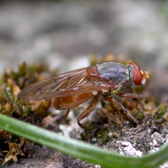 Brachyopa maculipennis