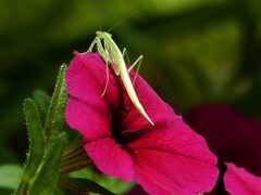 Pseudomantis albofimbriata