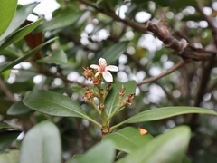 Rhaphiolepis umbellata