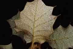 Quercus palmeri