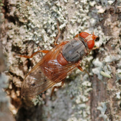 Brachyopa maculipennis