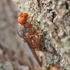 Brachyopa maculipennis