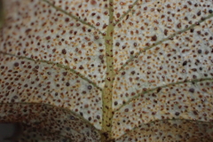Quercus palmeri