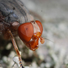 Brachyopa maculipennis