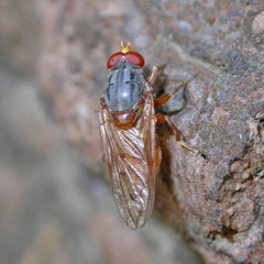 Brachyopa maculipennis